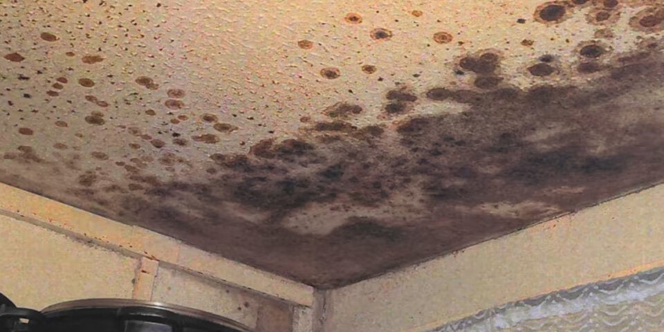 Bub (2) wegen Schimmels in Wohnung gestorben