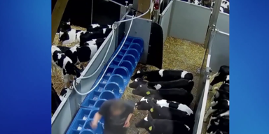 Schlachthaus-Skandal