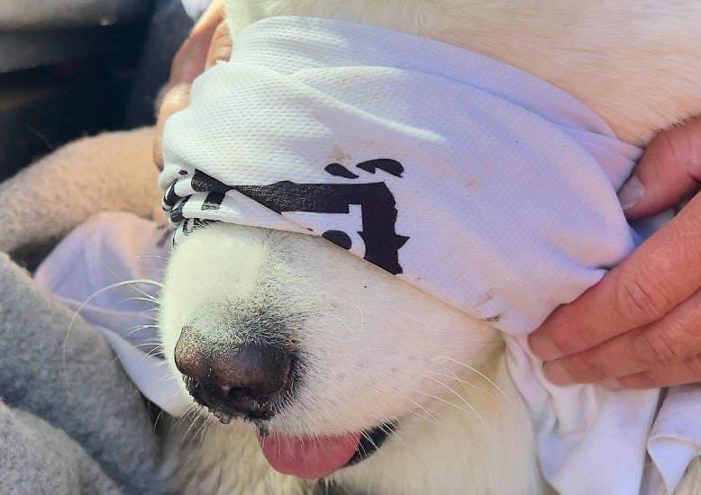 Schlage biss in Nase