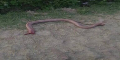 Bauer bei&szlig;t Schlange aus Rache Kopf ab