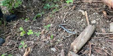 Wieder Schlange in Wohnung entdeckt