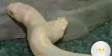 Ukraine: Zweik&ouml;pfige Albino-Schlange
