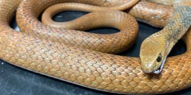 Mann schnitt sich nach Schlangenbiss Finger ab: Tier war völlig ungefährlich