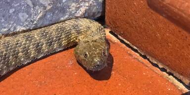 Riesen-Natter verirrte sich in Haus