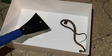 Wiener am Esstisch von Schlange gebissen