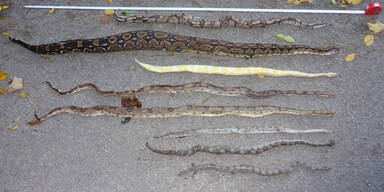 R&auml;tsel um neun tote Schlangen in Salzburg