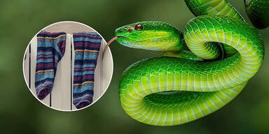 Auch giftige: Mann schmuggelt &uuml;ber 800 Reptilien in Socken