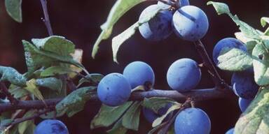 Schlehen erst nach dem ersten Frost pfl&uuml;cken