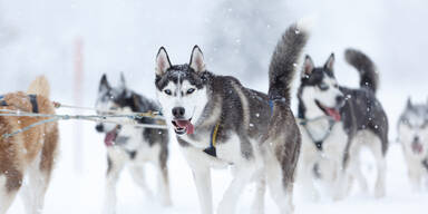 Schlittenhunderennen lockt Teilnehmer aus ganz Europa bis nach Tirol