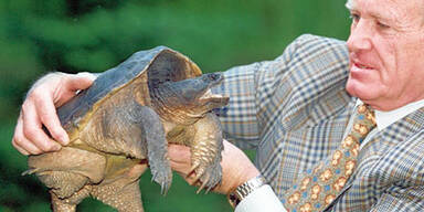 Schnappschildkroete