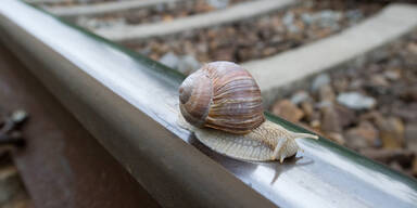Gefr&auml;&szlig;iger Wurm bedroht Europas Schnecken