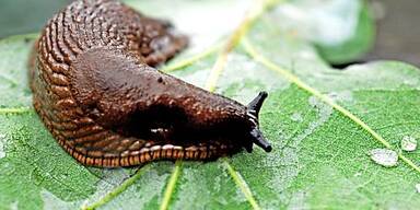 Schnecken lassen sich gut sammeln