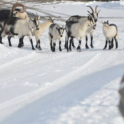 Österreich versinkt im Schnee