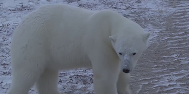 Eisbär lässt Kopf hängen