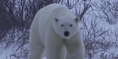 Schneekönige (2).png