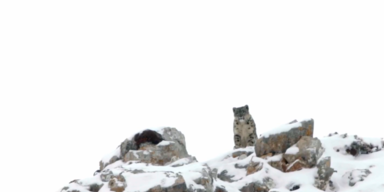 Schneeleopard film 1.PNG