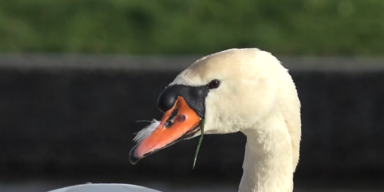 Schw&auml;ne auf Gleis st&ouml;ren Zugverkehr