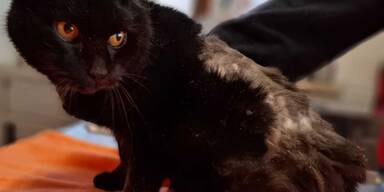 Schwanzlose Katze gefunden