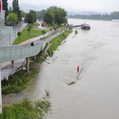 Linzer Auge schwimmt davon