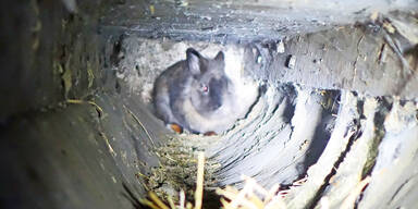 Schwaz: Hase ''Wuschl'' verschanzte sich eine Woche lang im Rohr
