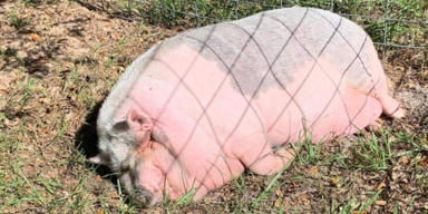 Instagram/laughingpigsanctuary