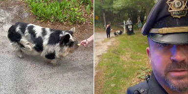 Schwein gehabt: Polizei beendet tierische Verfolgungsjagd mit Knusper-Snack