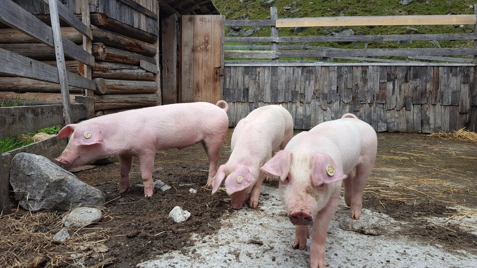 Grausame Tierquälerei: Erneut Schweinen Löcher in Rüssel gebohrt