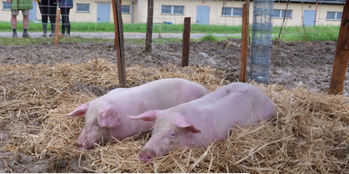 Schweine ohne BB (2).png