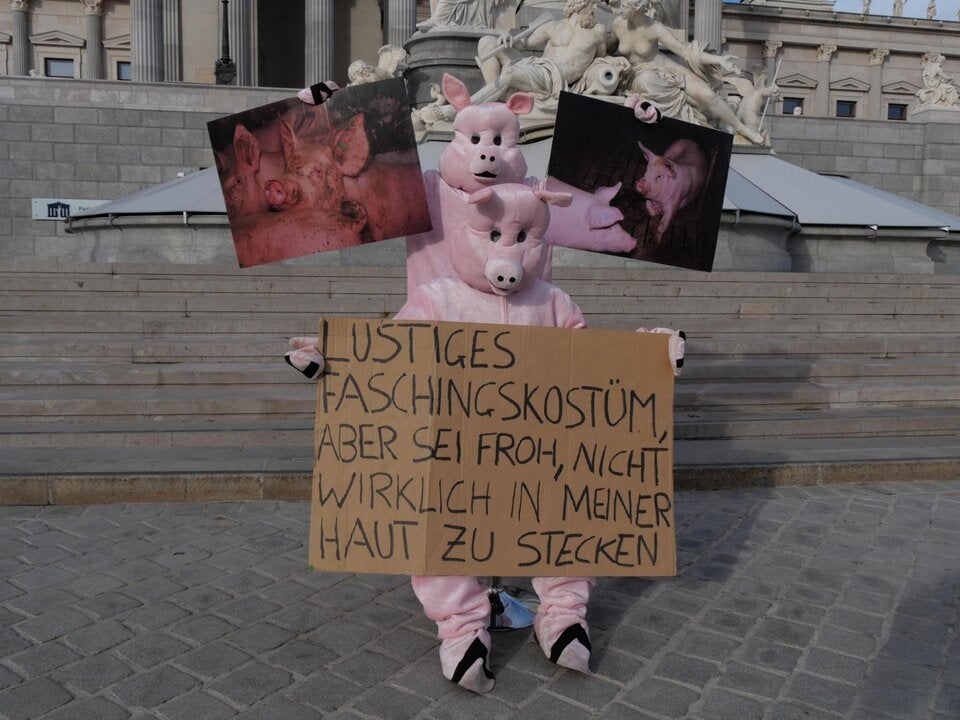 VGT-Schweine vor dem Parlament