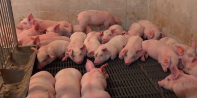 Schweine-Vollspaltenboden ohne bb1.png