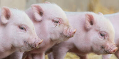 Schweinezüchter wurden abgezockt