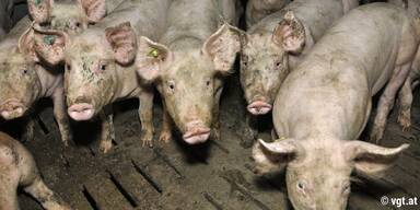 Schweine - Unsere Tiere - Tierschutz-CH - Vollspaltenb&ouml;den - Sendung 09062019