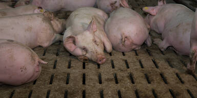 vollspaltenbodenschweinehaltung