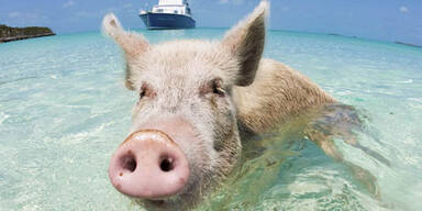 So idyllisch ist die ECHTE Schweinebucht