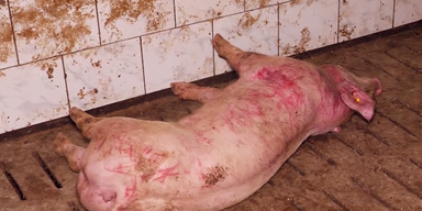 Schweinemast (2).png