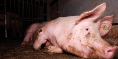 Schweinenmast.PNG