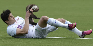 Schweiz: Marder bei&szlig;t Spieler in den Finger