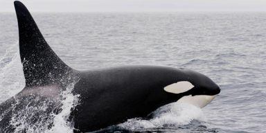 Unsere Tiere - Tierschutz-CH - Schwertwal, Orca - 960x480 - Sendung 02082020