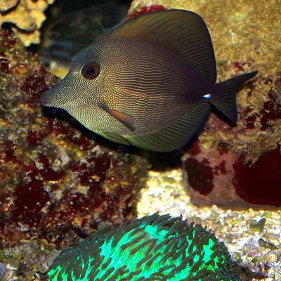 Schwimmstar Fabienne Nadarajah und andere Promis im Haus des Meeres