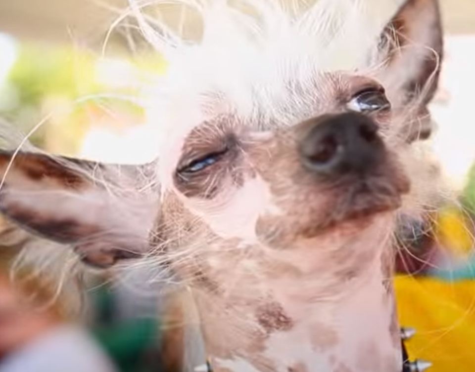 Wer wird der hässlichste Hund der Welt?