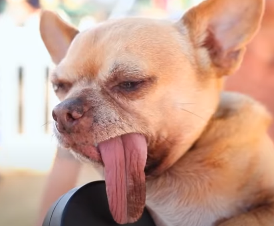 Wer wird der hässlichste Hund der Welt?