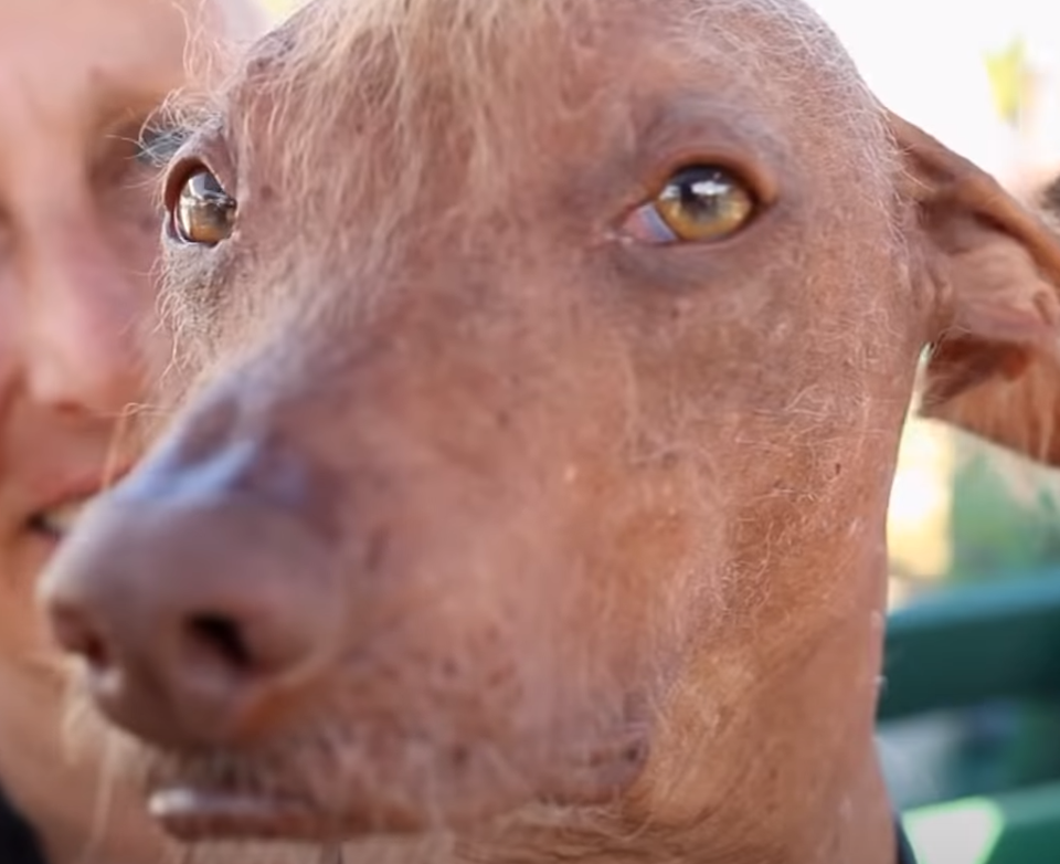 Wer wird der hässlichste Hund der Welt?