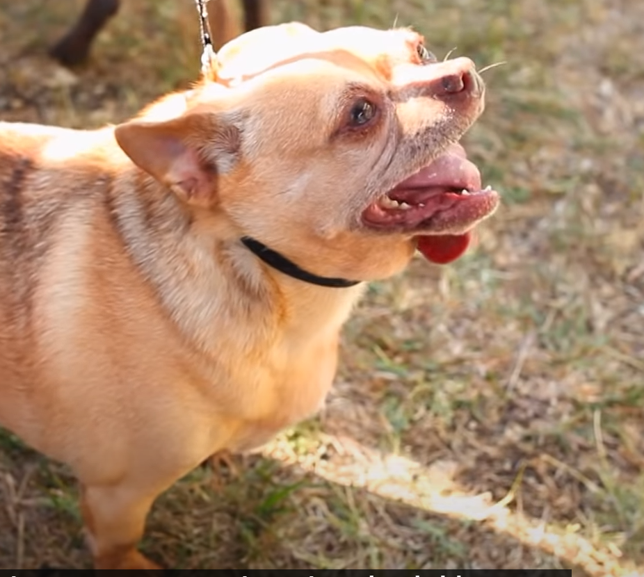 Wer wird der hässlichste Hund der Welt?