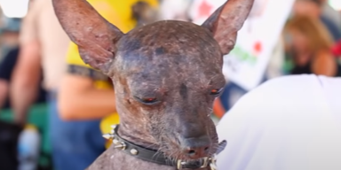 Wer wird der h&auml;sslichste Hund der Welt?