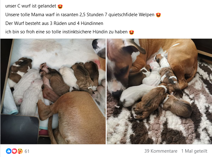 Facebook-Posting von Elmo-Züchterinnen 