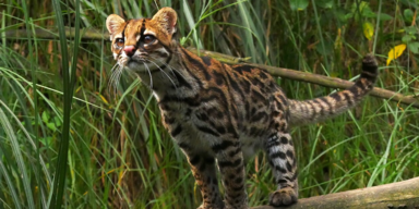 Schwindender Lebensraum: Neu entdeckte Raubkatzenart in Gefahr
