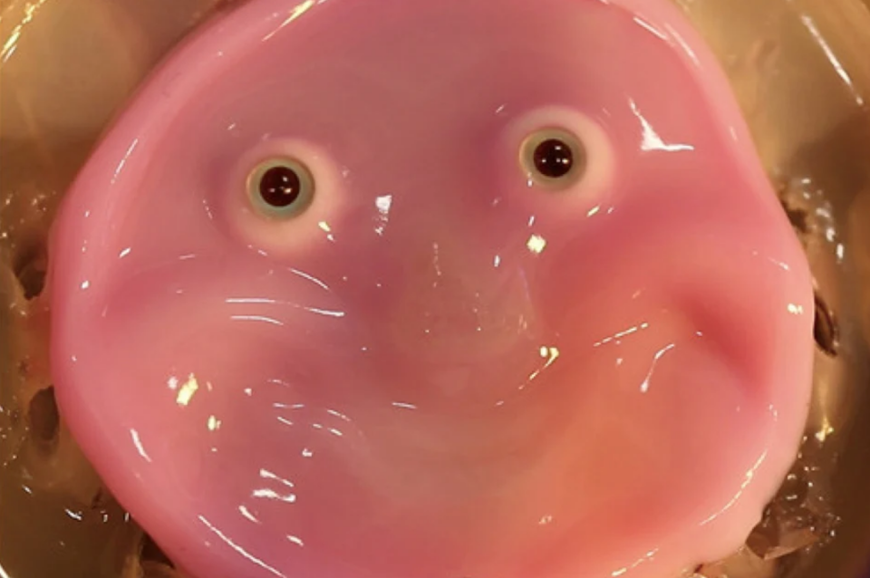 Forscher verpassen Roboter lebendige Haut