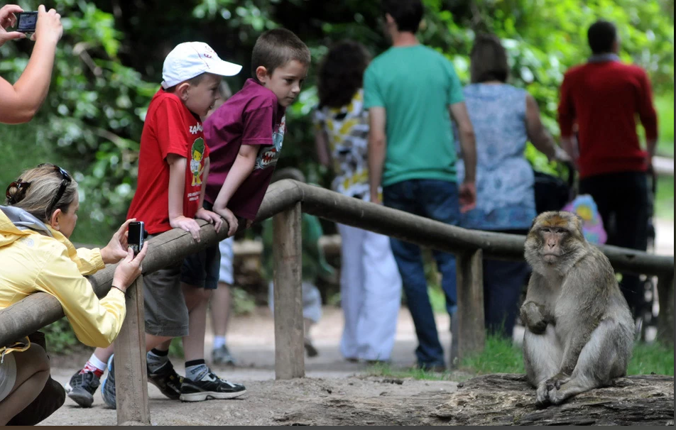 Besucher von Affenwald beschwert sich: