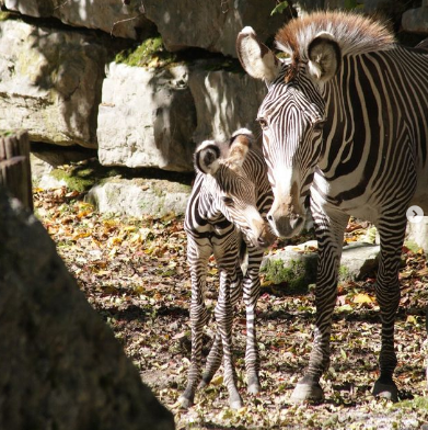 Das Zebra-Baby sorgt bereits jetzt für Begeisterung bei den Zoo-Besuchern.