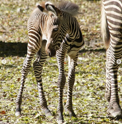 Das Fohlen ist wohlauf und stolziert bereits stolz neben seiner Mama im Gehege herum.